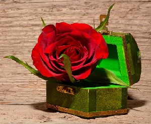 roses gifts